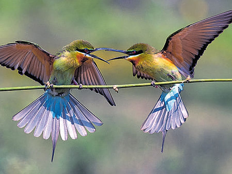 Chandagala in Srirangapatna taluk, Mandya district, is the favourite breeding ground  of the Blue-tailed bee-eater. photo by shyamsundar  nijgal