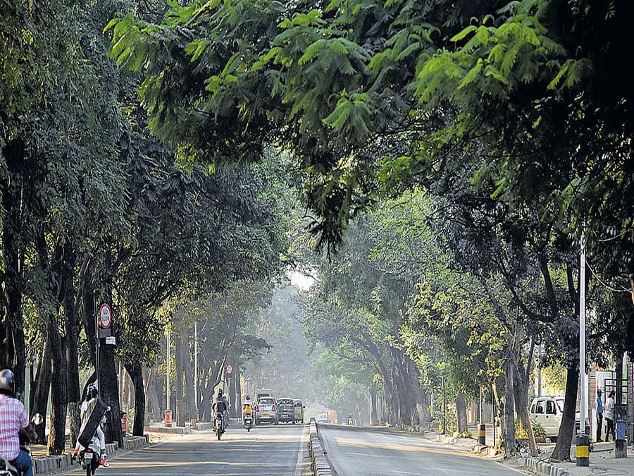 The fourth edition of the Neighbourhood Trees Campaign allows people to count the number of trees in their area and keep track of their growth.