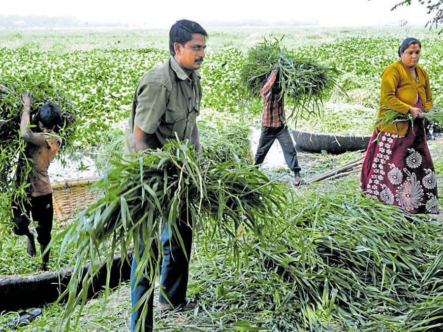 Workers sell grass from Bellandur lake to goshalas for feeding cattle on Friday. DH Photo / Srikanta Sharma R