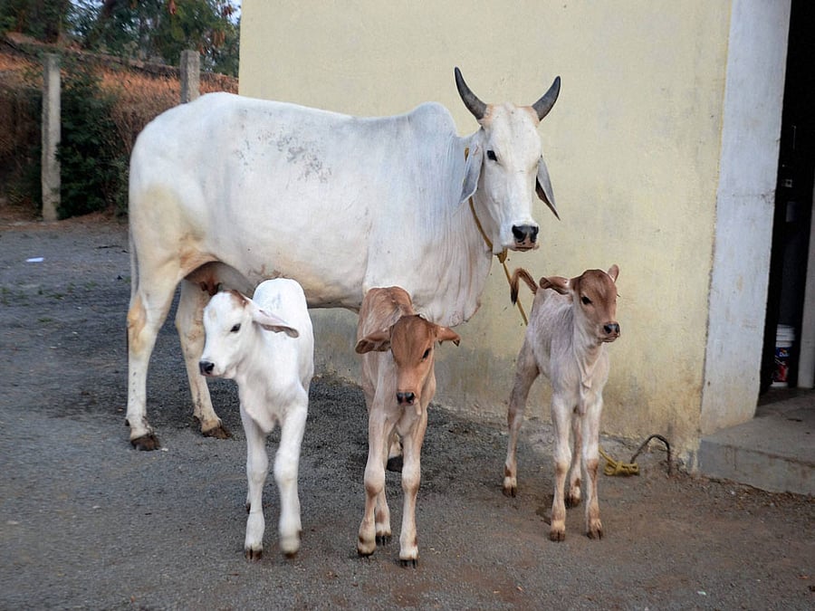 He honked so that the cow could make way for the vehicle, but the bovine panicked and moved away.