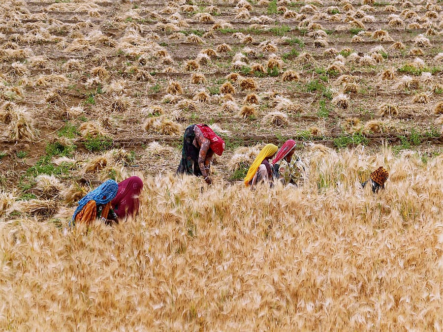 The court also wanted to know if any awareness campaign was on to inform the farmers about the minimum support price of their produce. File photo