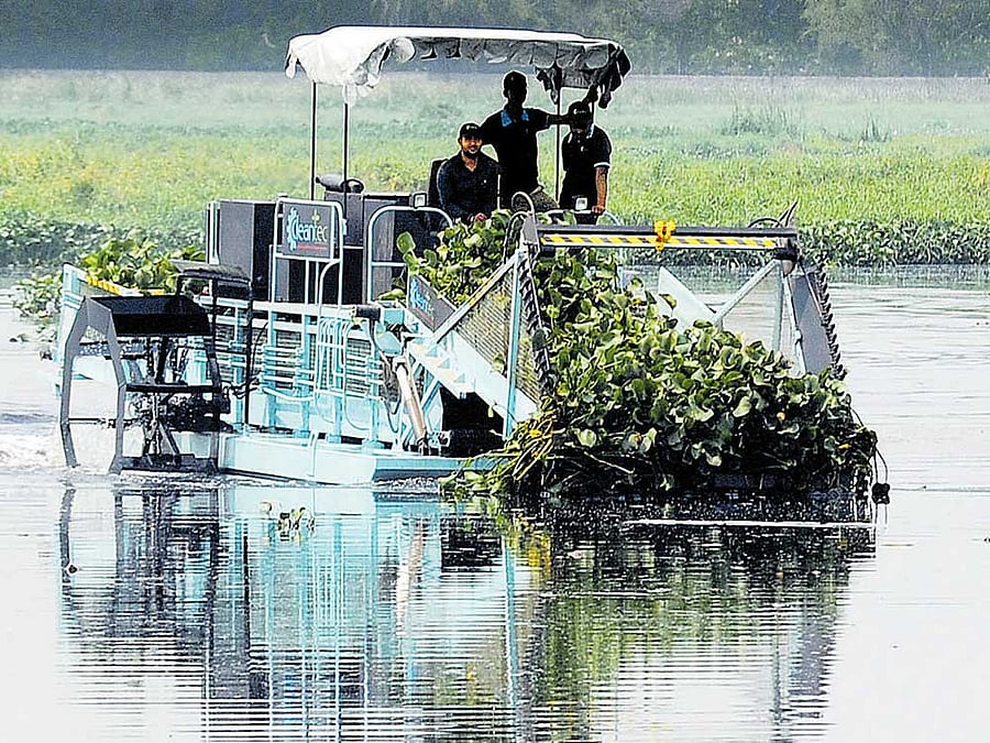 A harverster clears weeds from the Bellandur lake in Bengaluru on Wednesday. DH Photo Srikanta Sharma R
