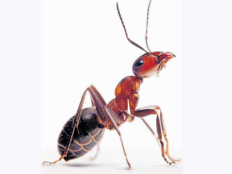 Today, some 250 species of ants build fungi gardens in climate-controlled chambers underground.