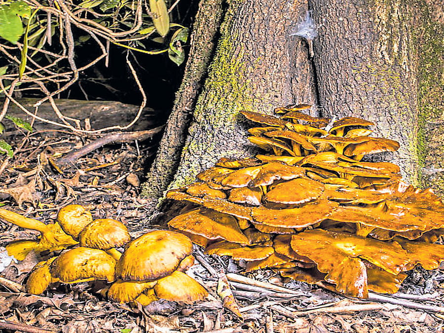 Rare: jack-o'-lantern mushroom during the day. Photo credit: Mike Belleme/NYT