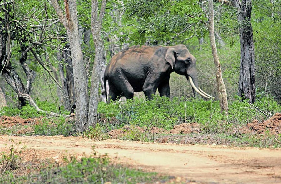 One of the elephants sighted on Tiger Road, Hullikatte range of the Bandipur Tiger Reserve, on Day One of the census. dh photo/Bosky Khanna