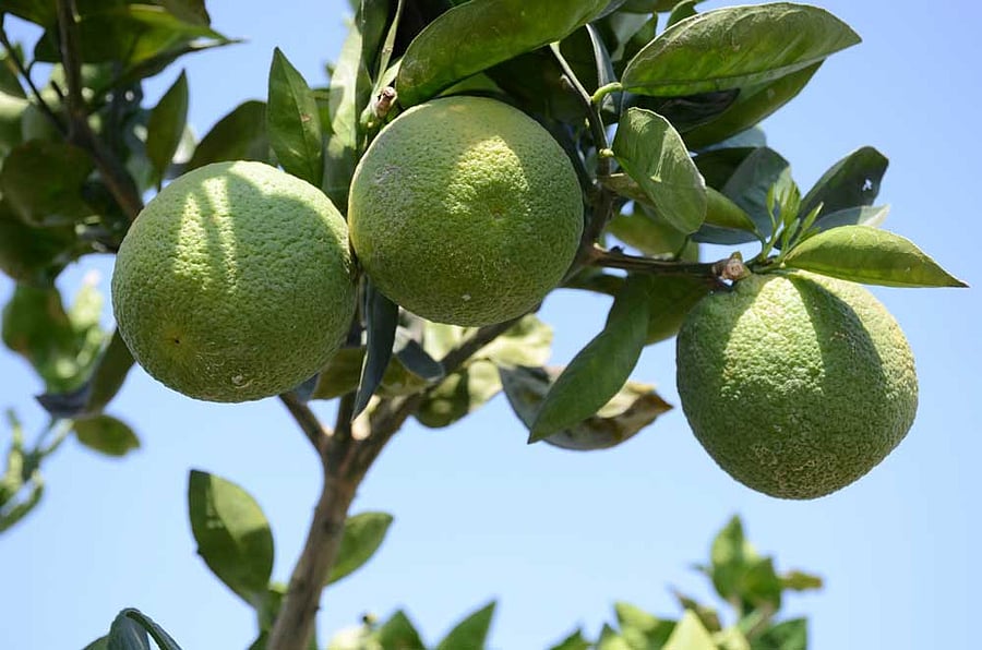The Centre has largely achieved its objective of producing disease free and high-quality planting material. The centre also aims in promoting mechanisation in orchard operations. DH photo