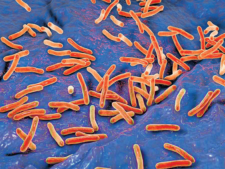 Evidence-based study: Understanding the complex biological responses of an organism is highly significant to improve the process of TB drug discovery. Representative Image