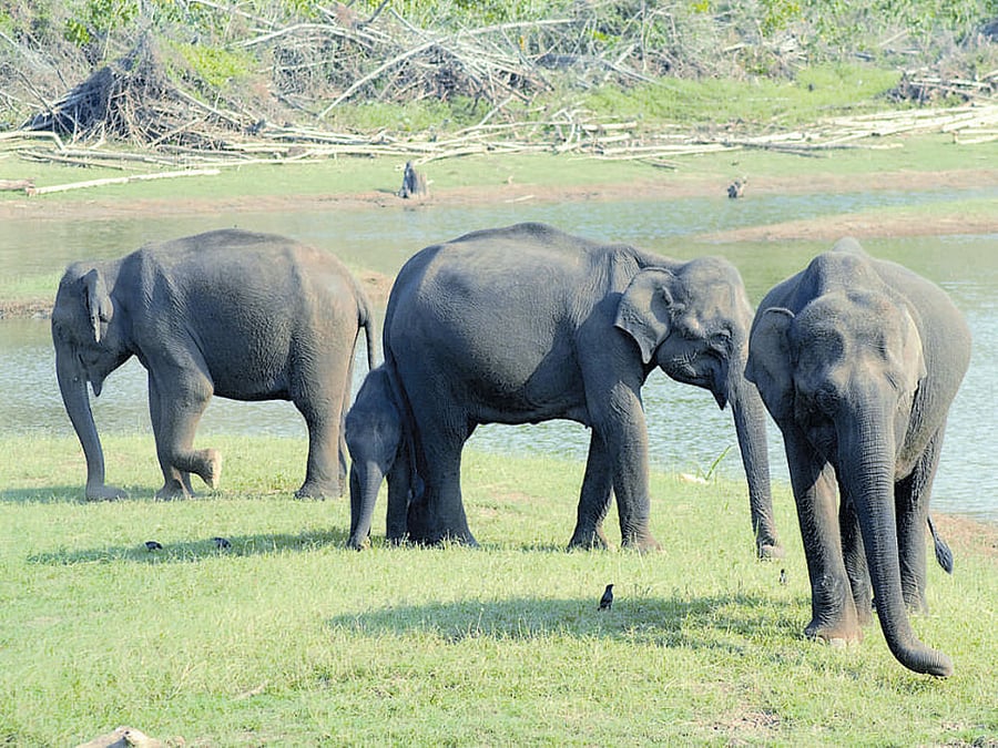 Bamboo sprouts may bring back  jumbos to Kabini backwaters
