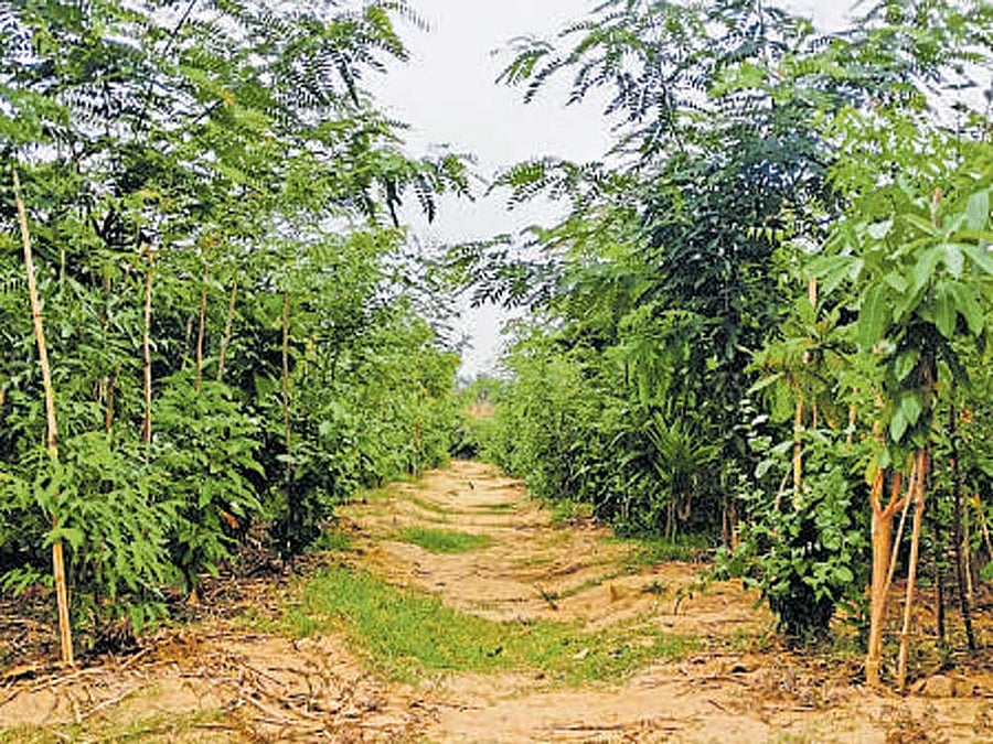 The lungspace creted by 'SayTrees' in KR Puram.