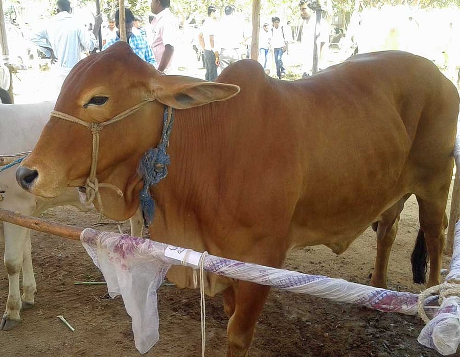 The bench also granted liberty to any person or class of persons to approach court with a plea in a PIL to declare cow as a national animal. File Photo