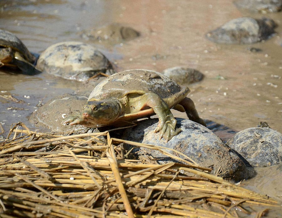 Besides soft shelled turtles, aquatic hosts of V cholerae include zooplankton, fish, shellfish, egg masses of midges, waterfowl and crustaceans. Representational Image. Photo credit: PTI.