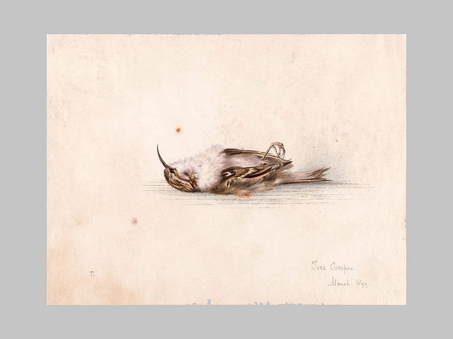 The painting was recovered from a hut built by Norwegian explorers, buried under layers of paper, mold and penguin excreta. photo credit: twitter.