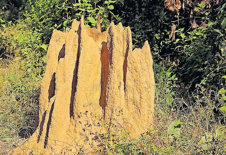 termite diversity Two types of termite mounds, lenticular and cathedral, are commonly seen in the forests of South India.