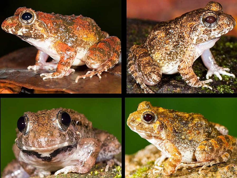 (Clockwise from top left) cepfi, kadar, manoharani and neilcoxi. DH Photo