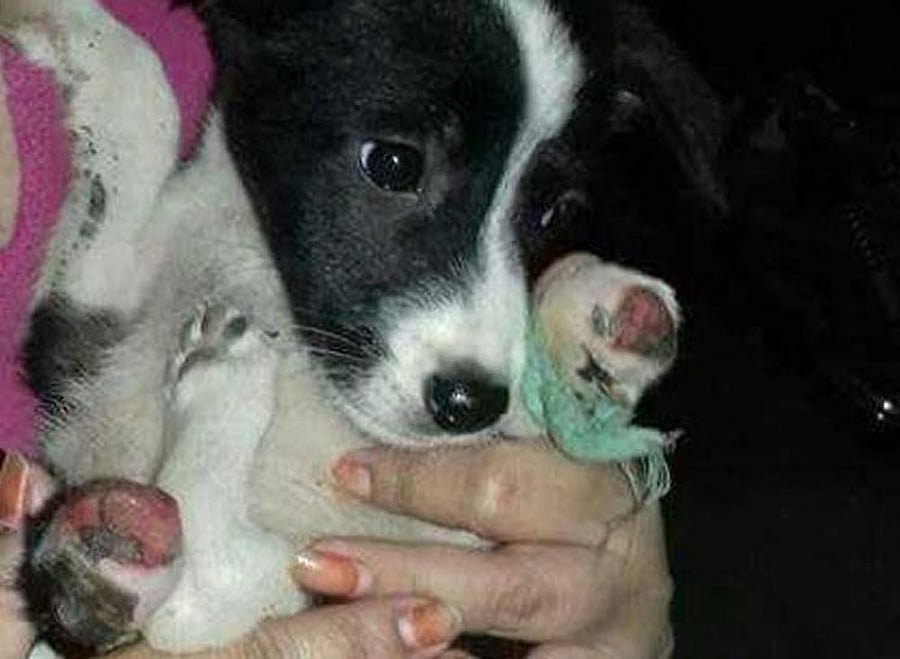 Researchers designed their intervention using evaluative conditioning. Images of a spouse were repeatedly paired with very positive words or images - like puppies and bunnies. Photo via Twitter.