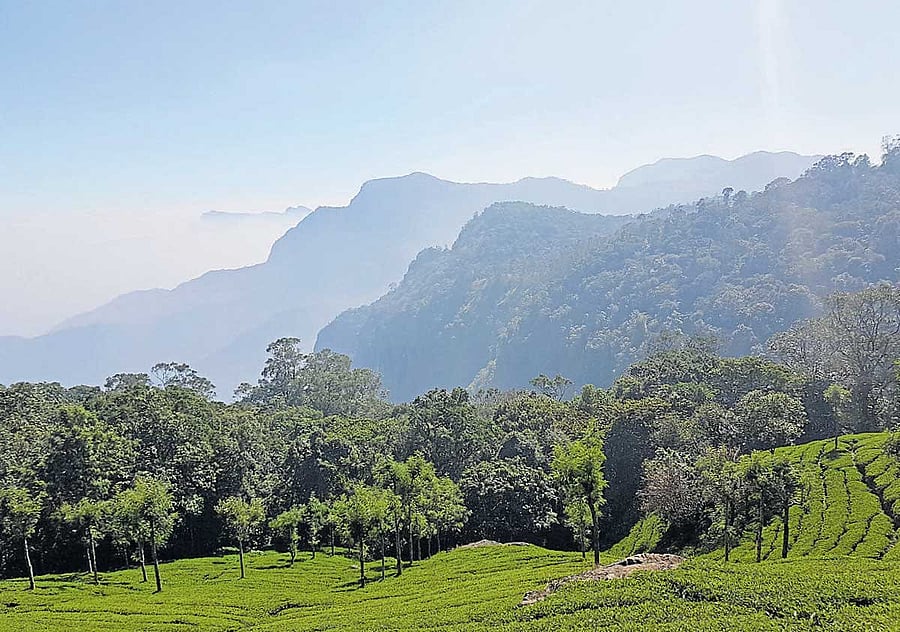 A tea garden in Coonoor.