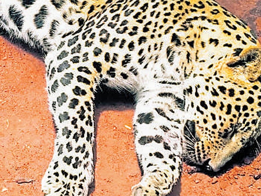 The carcass of the leopard that was killed by villagers in Nandibevur of Davangere district. dh photo