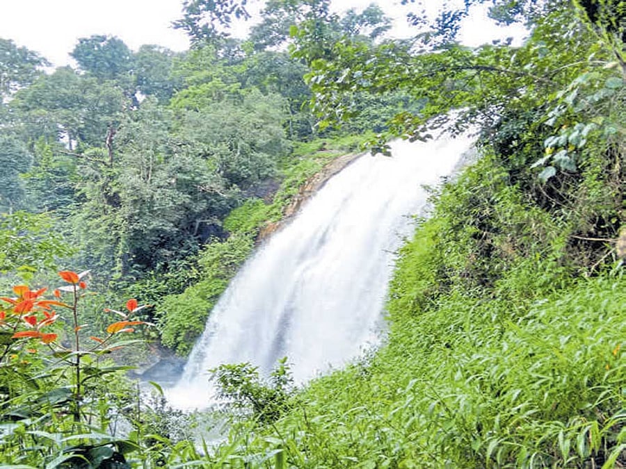 A view of Chelavara Falls in Kodagu.