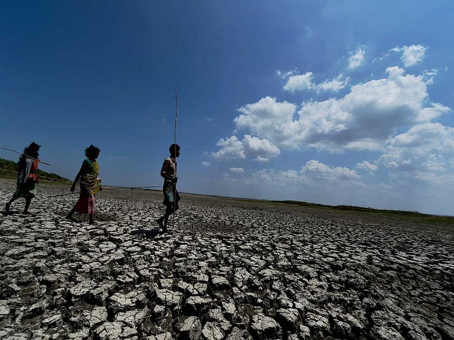 The amount of time it takes for an ecosystem to recover from a drought is an important measure of a drought's severity. PTI File Photo