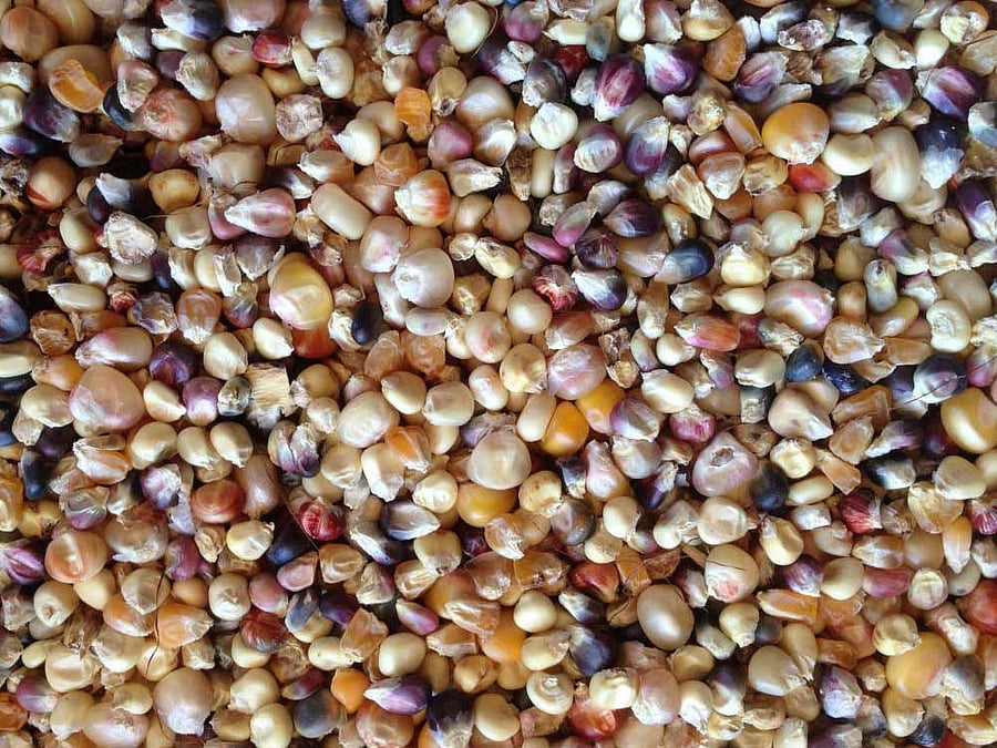 IMPORTANT ADAPTATION The genome sequences of a maize found by researchers had developed the genetic traits it needed to survive the short growing seasons of high altitudes.