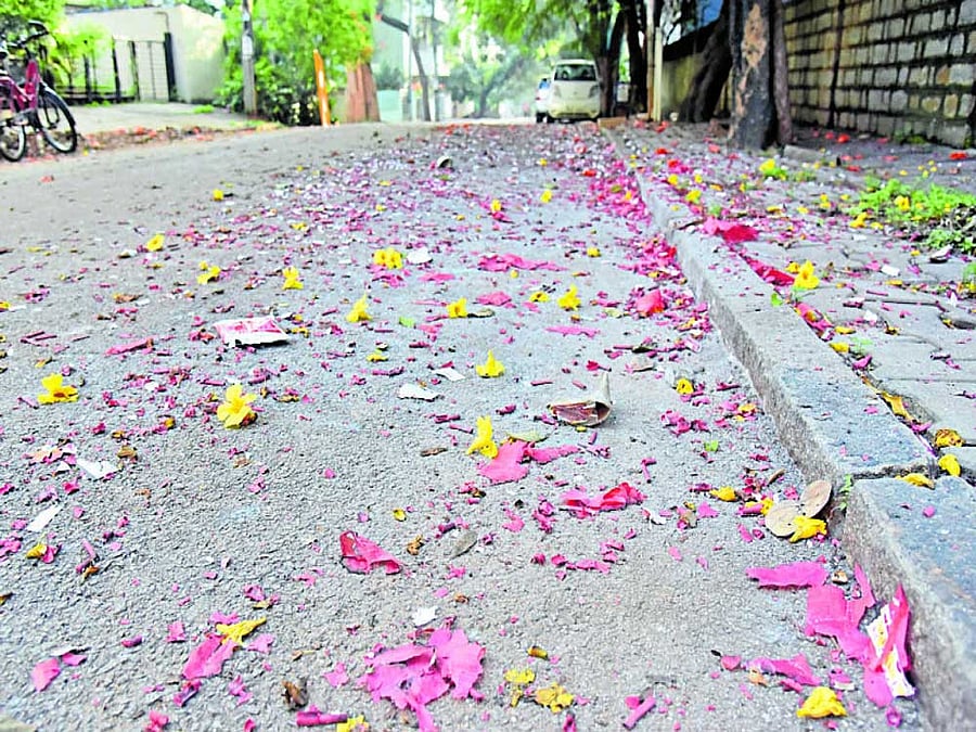 dangerous Cracker waste strewn around in Sanjay Nagar.