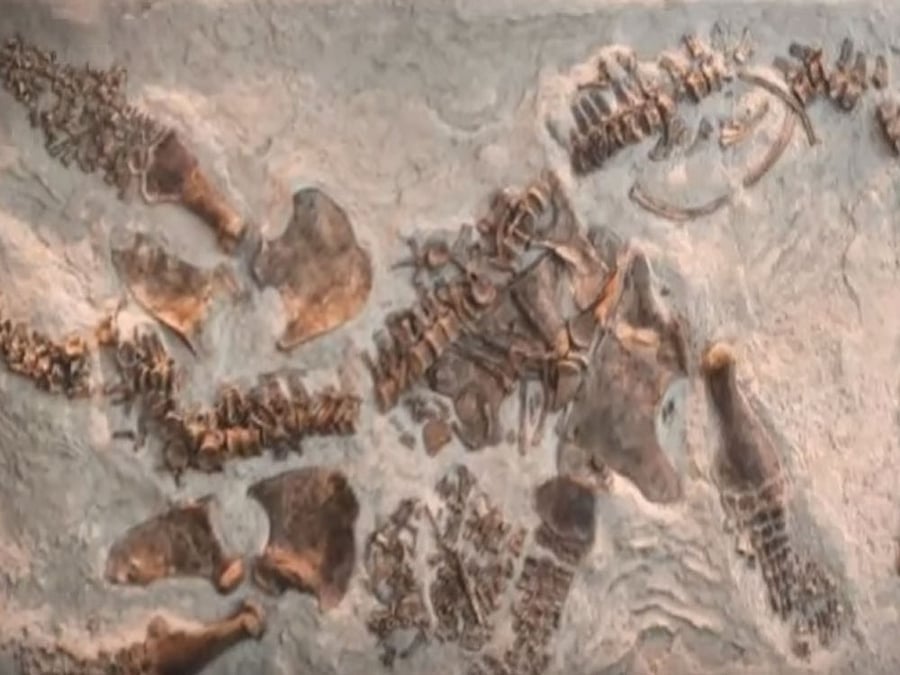 This means the dinosaur would have an estimated body length of around nine metres and be a little less than three metres tall at the hip, researchers said. Representational Image