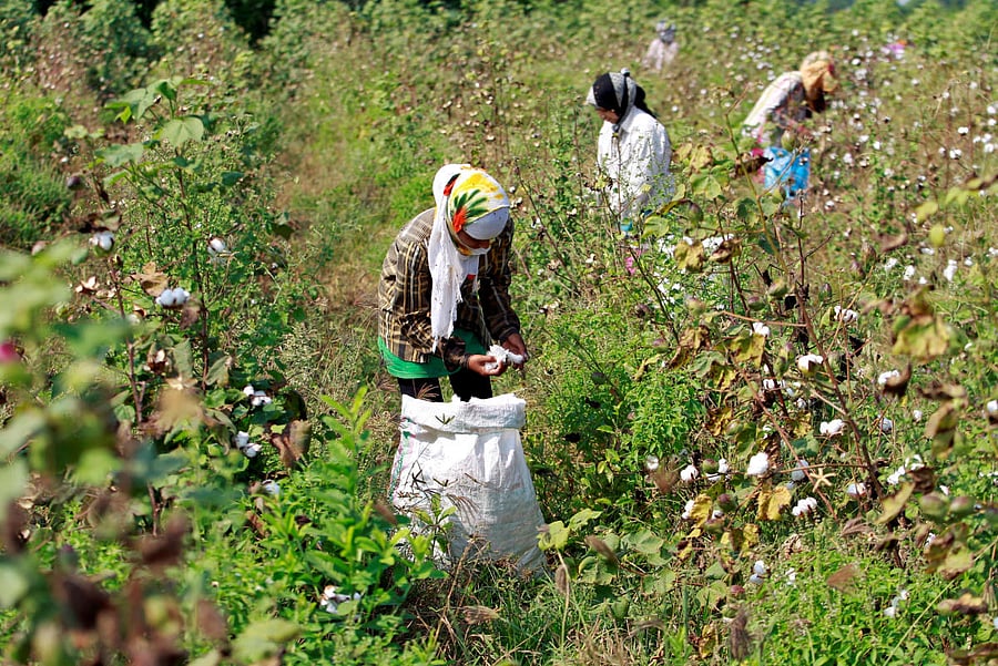 Workers harvest cotton in a field on the outskirts of Ahmedabad, India.