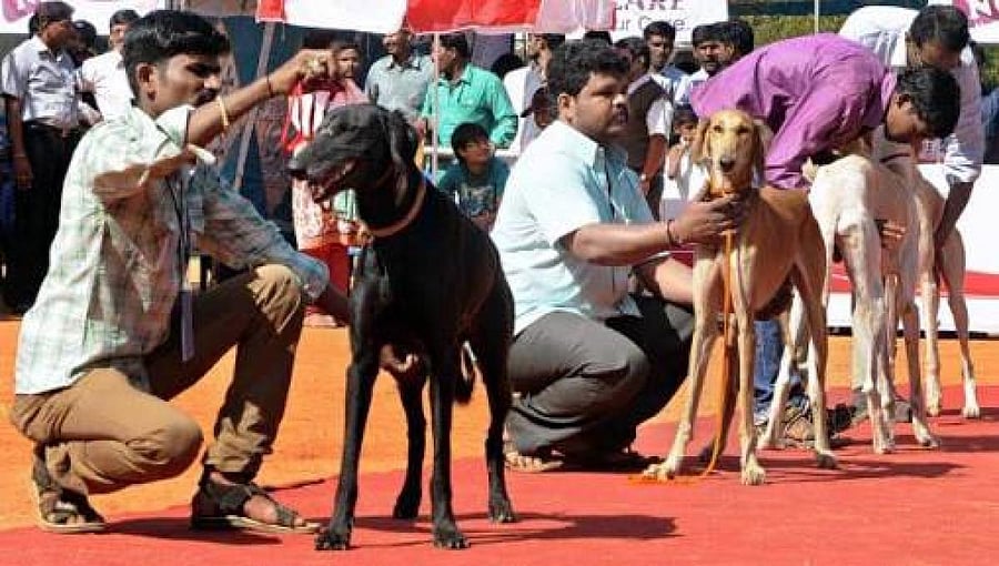 Researchers from Harrison's Fund, a UK-based medical research charity, conducted an experiment.