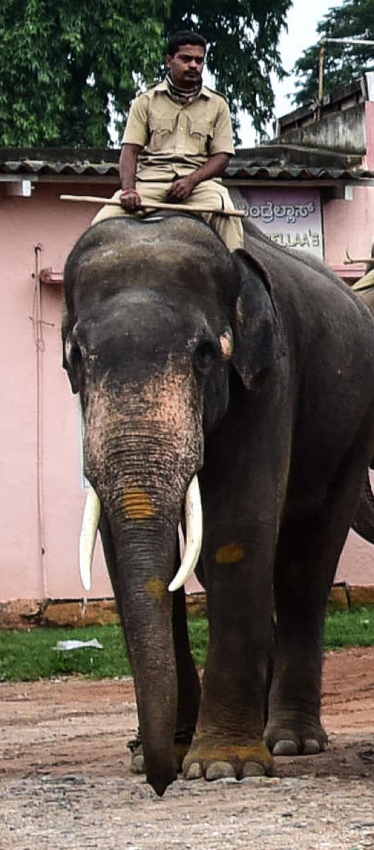 Bheema with his mahout Radhakrishna.