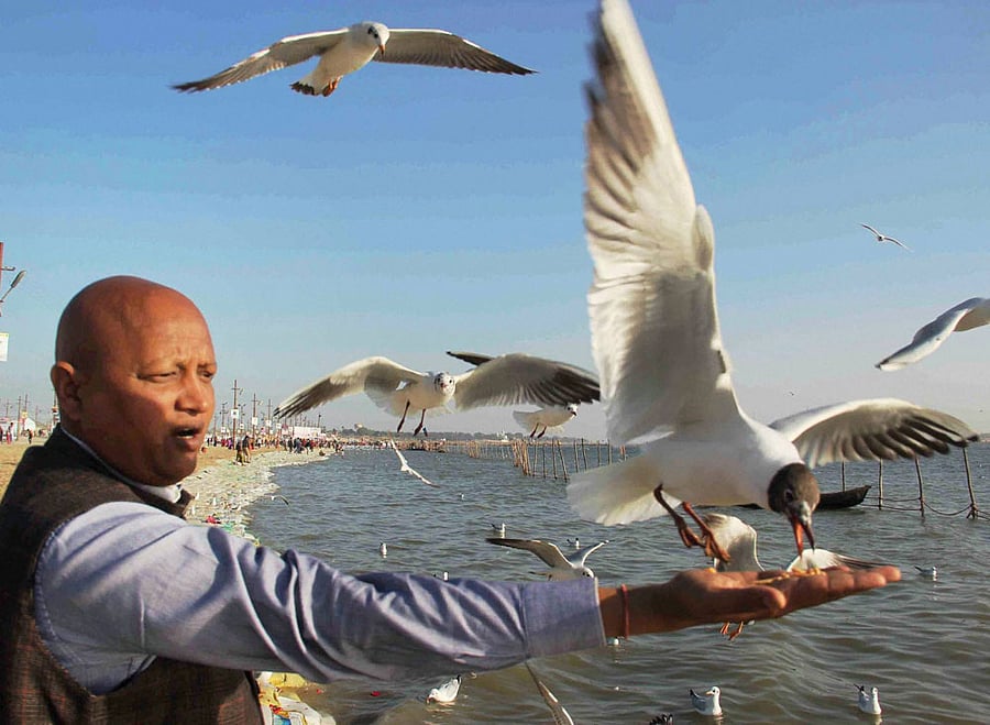Migratory birds aren't making their destinations at the time they are meant to, thanks to the smog blanket surrounding Delhi. Representative image.