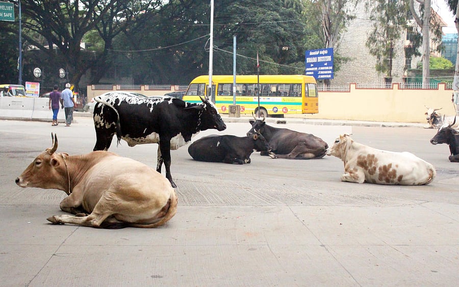 Mad Cow disease is spread when infected cattle enters the human food chain. The disease causes spongiform degeneration of the brain and spinal cord. Representative image.