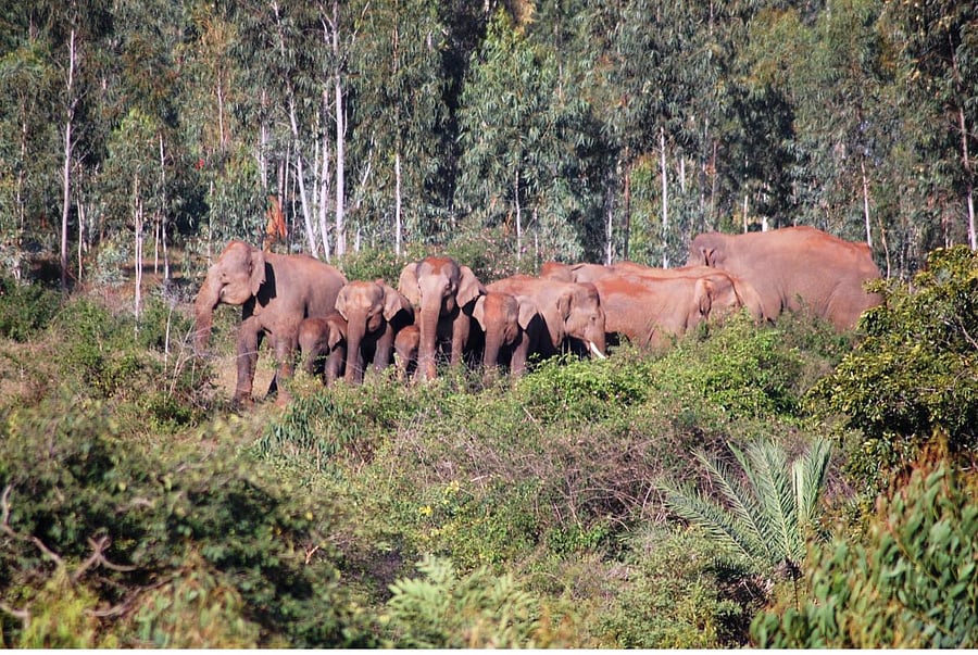 Where will the elephants go if we continue to destruct the paths that connect their habitats and disturb their movement?
