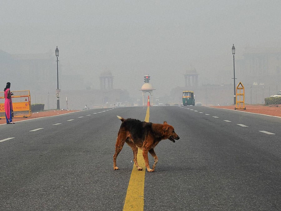 Now, dog lands in police custody in UP