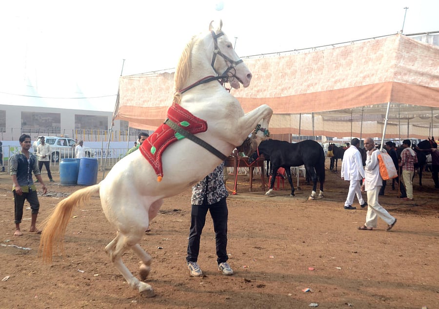 Fillip to biggest festival of horses