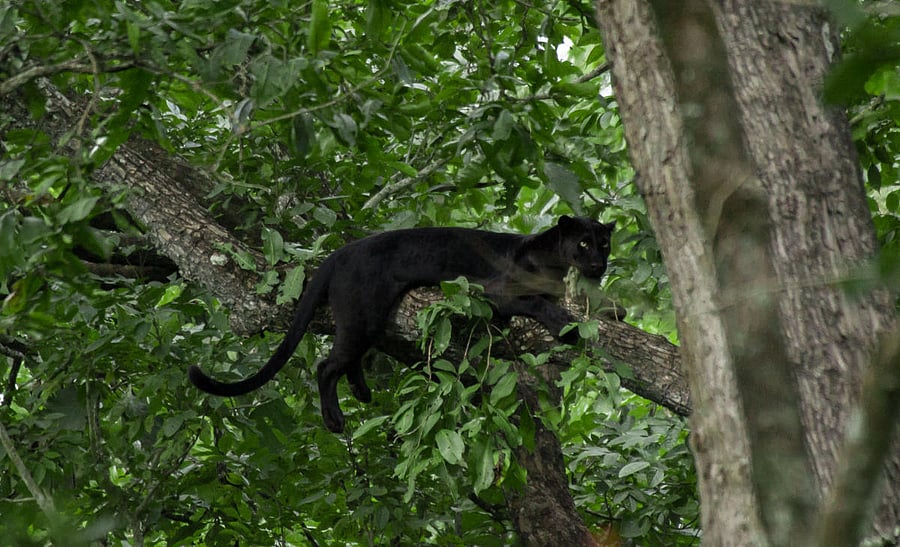 Kabini safeguards not just flagship species like tigers and elephants, but also 350 others, including 270 types of birds. PHOTO BY PRUTHVI B