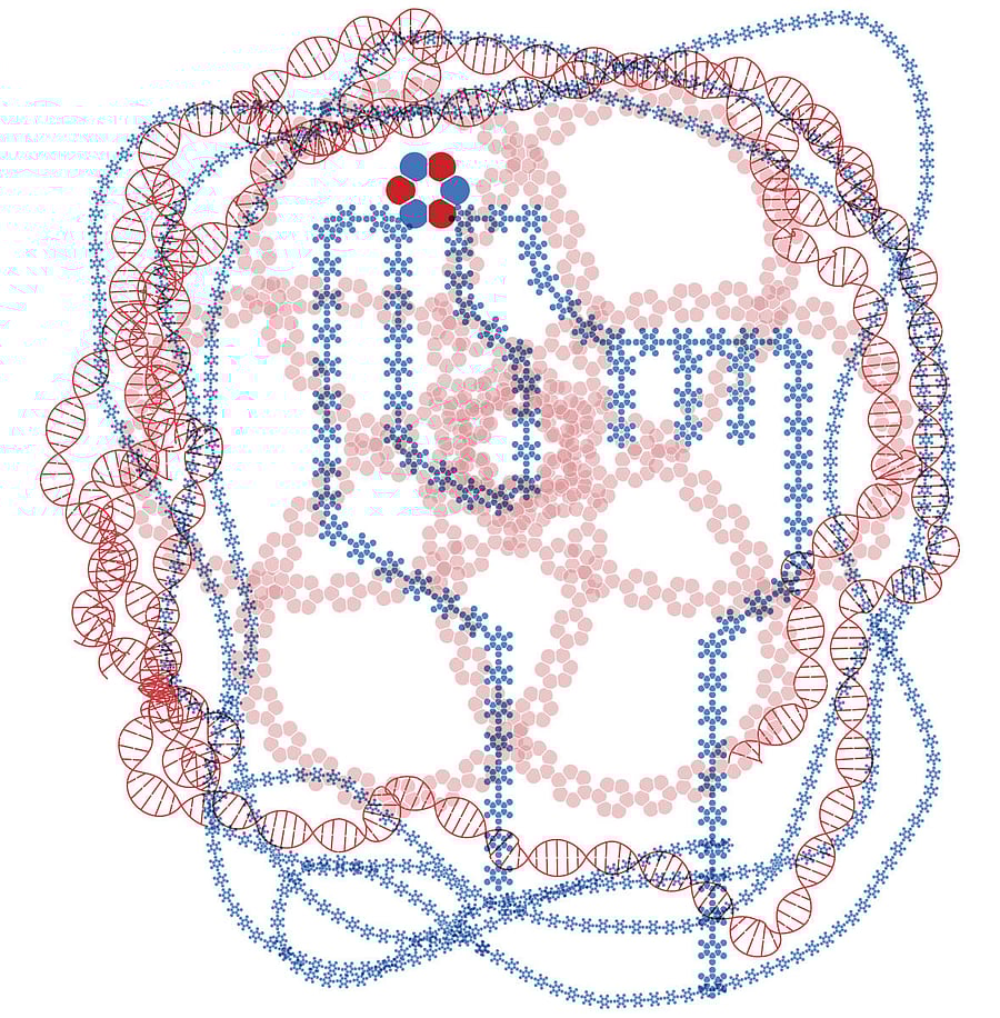 With the help of crowdsourced data, the scientists figured out how to choose the building blocks required to create a protein thatwill take on the shape they want. Photo Credit: John Hersey/NYT