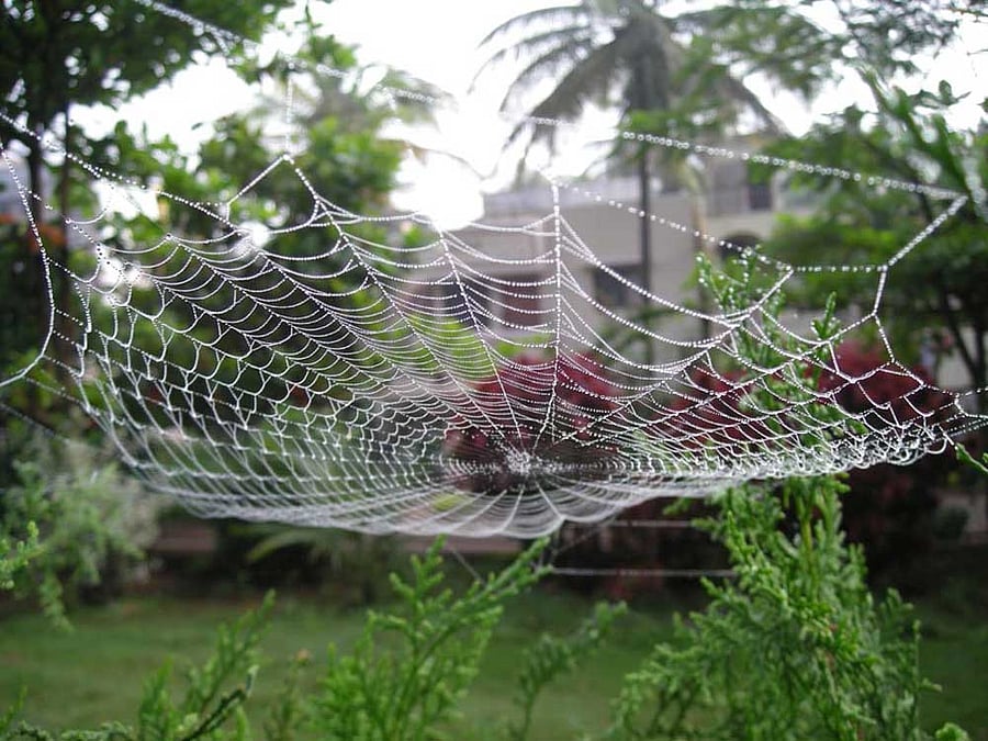 While there is no cure, a research team led by Cornell University in the US has devised an ingenious method for implanting hundreds of thousands of islet cells into a patient. dh file photo