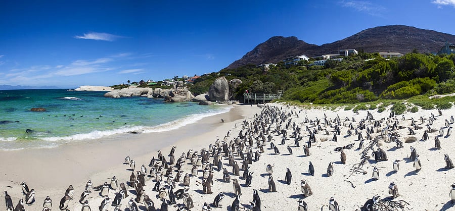 A view of the Boulders Beach, South Africa.