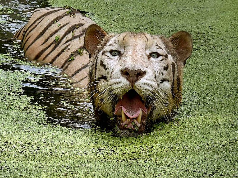 While there is limited scope for citizens to volunteer this time, the Forest department has roped in volunteers from the eco-tourism board, wildlife volunteers and those from NTCA. PTI photo