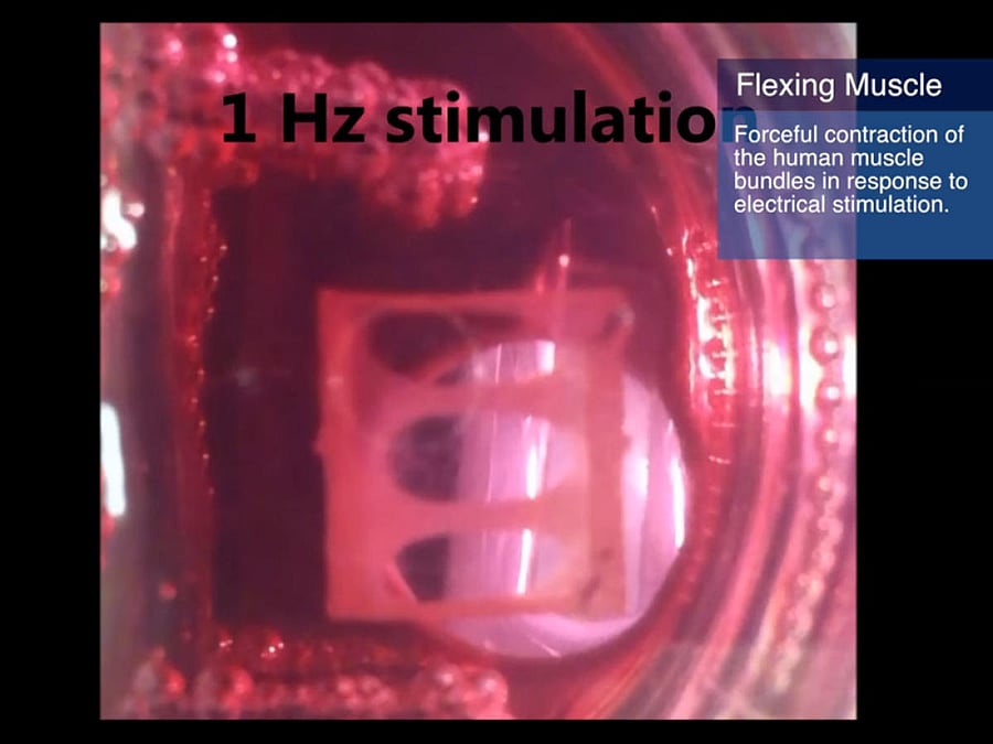 The researchers implanted the newly grown muscle fibres into adult mice and showed that they survive and function for at least three weeks while progressively integrating into the native tissue through vascularisation.