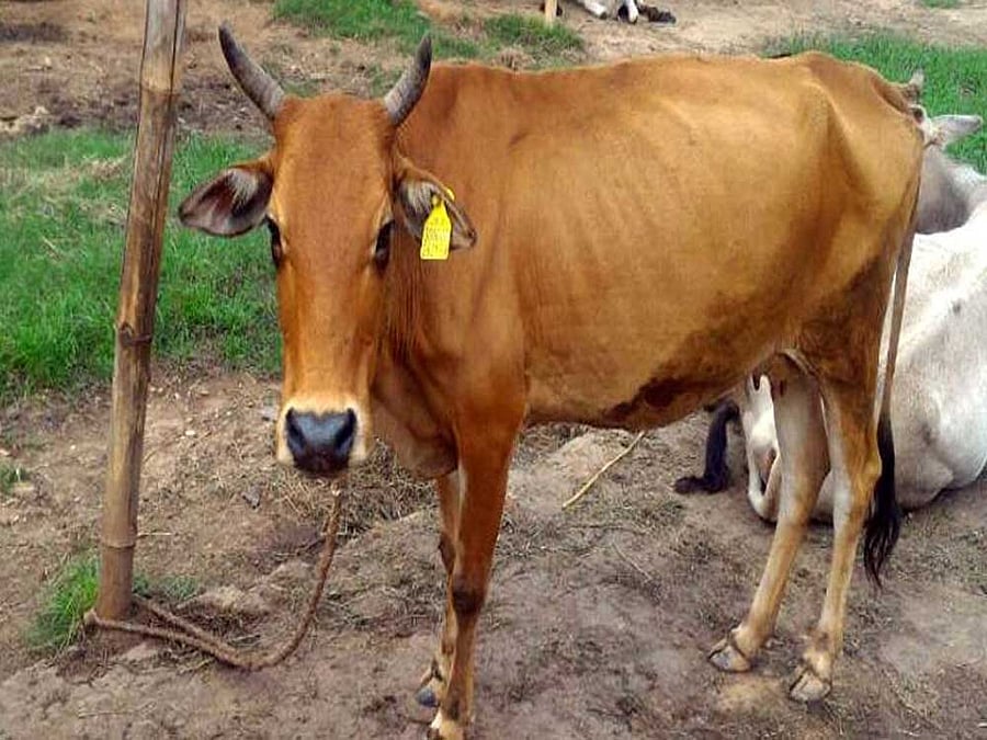 'Cow therapy' to reform prison inmates in Haryana