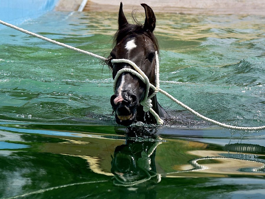 Horse disease strikes Delhi; Govt imposes restriction