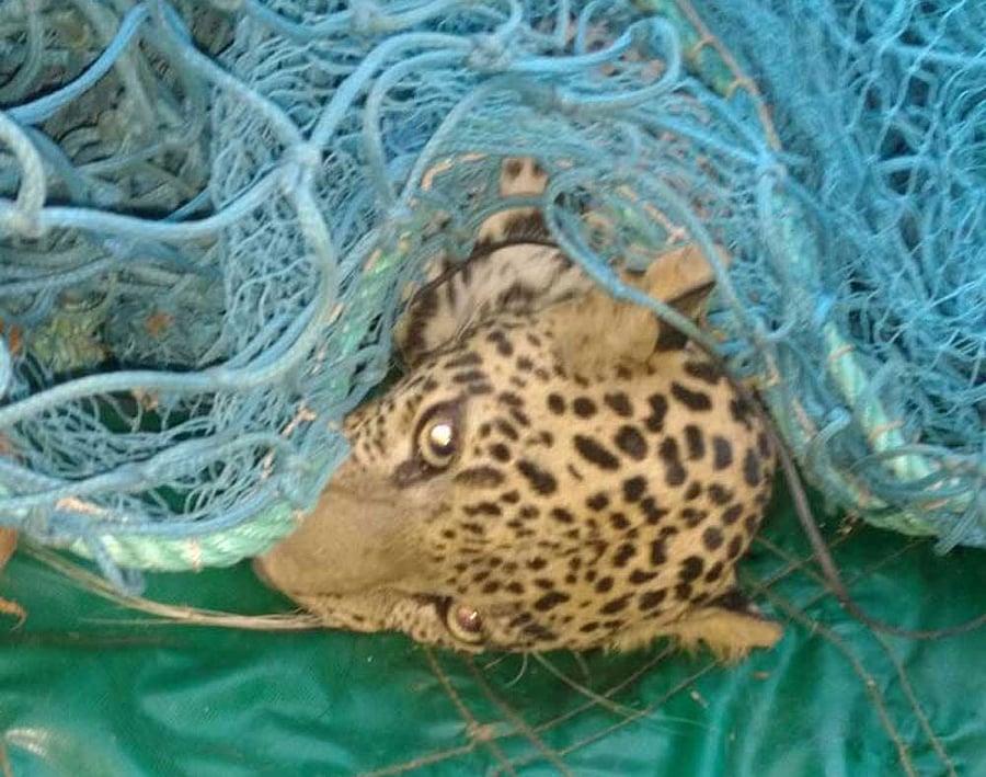 Forest staff capture stray leopard