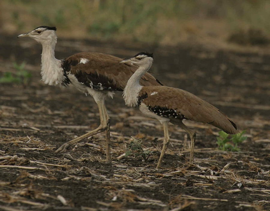 Infrastructure development in the Thar region has pushed its flagship species to the brink of extinction.