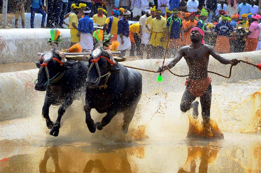 A jockey rides his buffaloes at the slush track during Kambala in Moodabidri near Mangalore. PTI FILE PHOTO