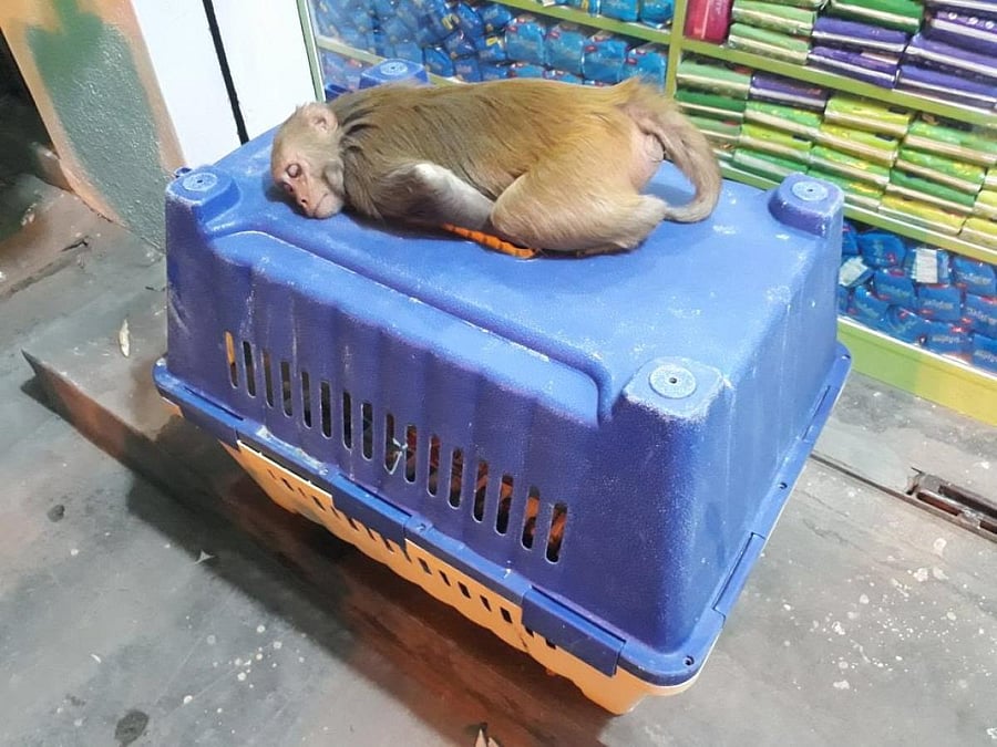 Drunk monkey goes on rampage near bar