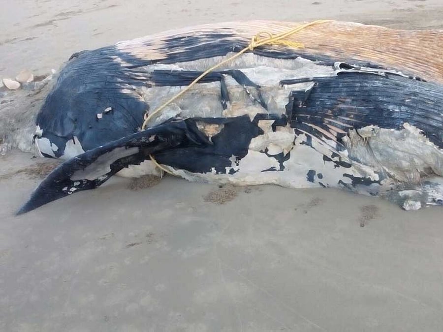 Aquatic life specialists and forest department officials have visited the spot and inspected the dead dolphin. DH photo.