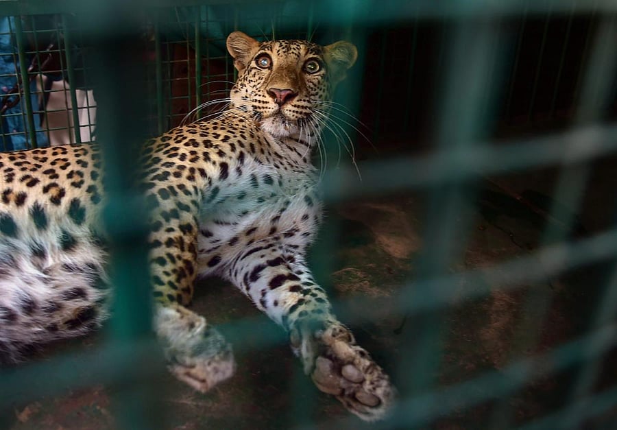 A young leopard in cage after being rescued from an amusement park on the outskirts of Bengaluru on Wednesday. PTI Photo