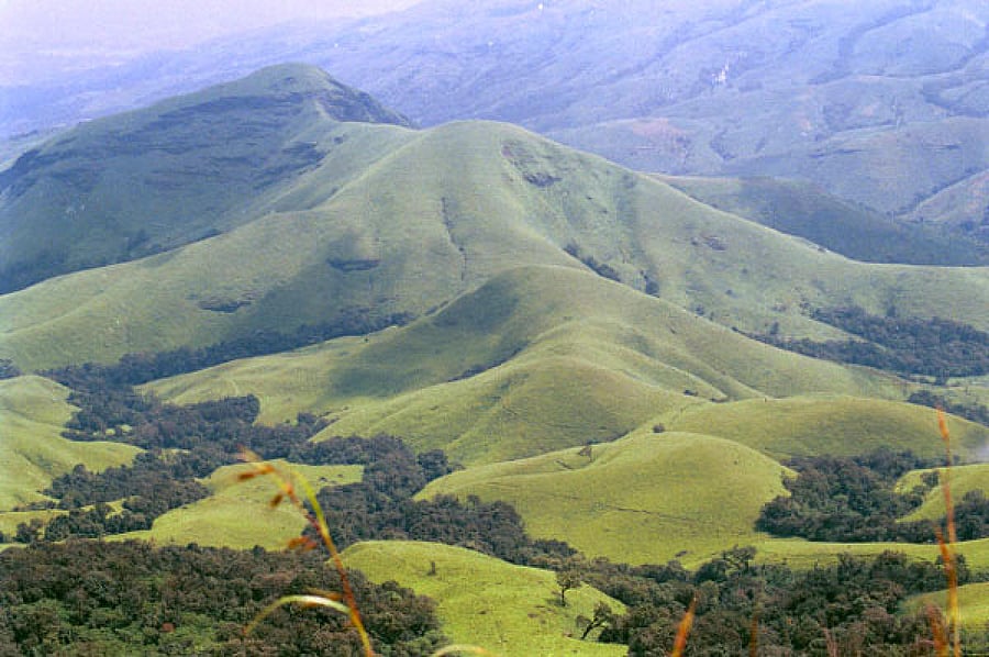In nature, where it takes decades, sometimes centuries to replenish what has been lost and grow an entire forest, two years is a minuscule span to expect barren lands turning into lush forests naturally.