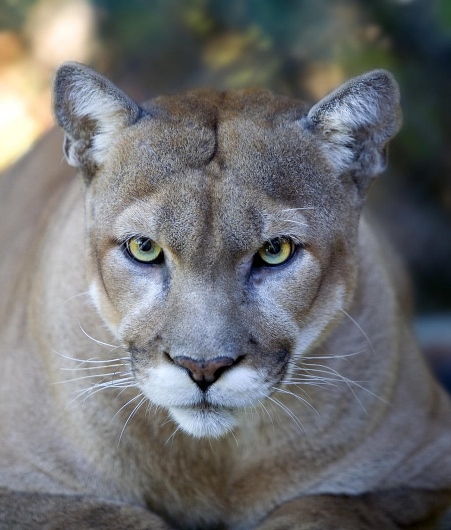 Large carnivores such as the jaguar, puma, Eurasian lynx, striped hyena, grey wolf and cheetah are at risk of extinction. PHOTO CREDIT: UNITED STATES FISH AND WILDLIFE SERVICE & ERIC KILBY/NYT